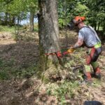 Jon Olorenshaw - not qualified not insured for tree surgery or advice