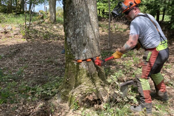 Jon Olorenshaw - not qualified not insured for tree surgery or advice