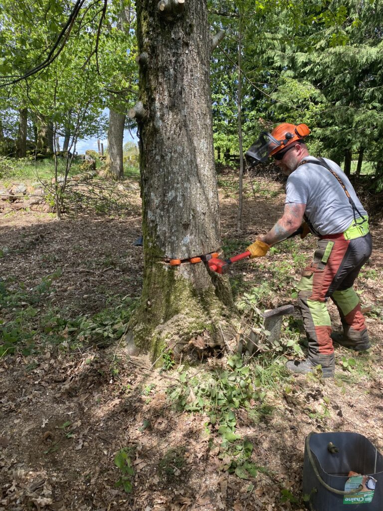 Jon Olorenshaw - not qualified not insured for tree surgery or advice